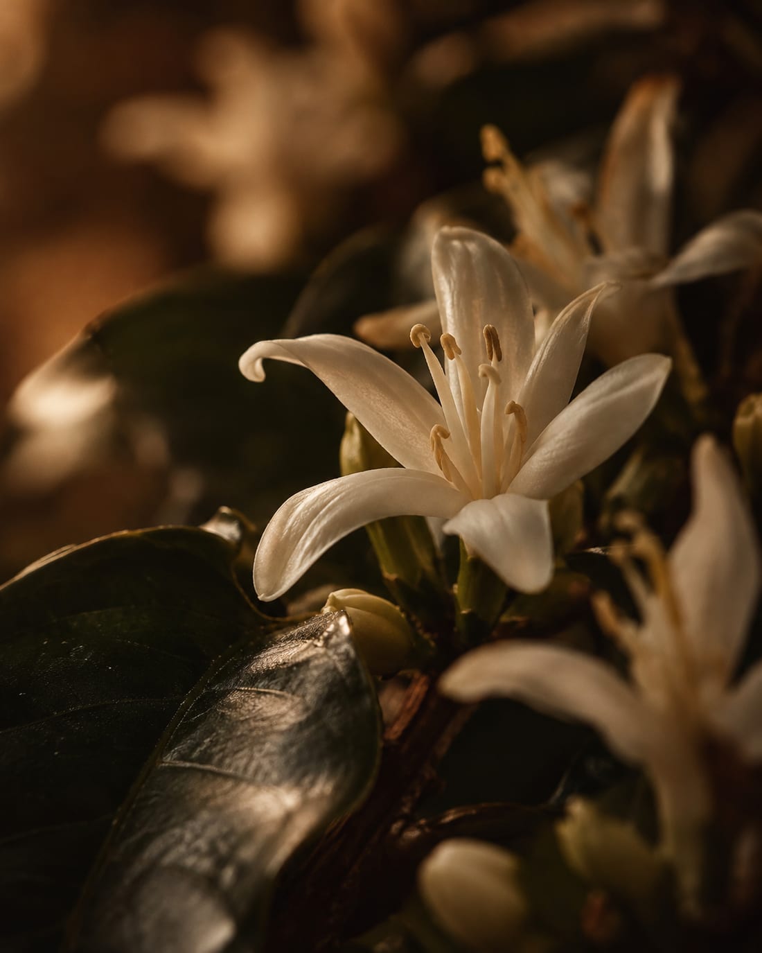 Flor blanca del cafeto en macro, entre hojas oscuras y luz cálida